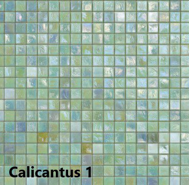 Kleur Calacantus 1