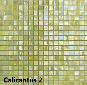 kleur Calicantus 2